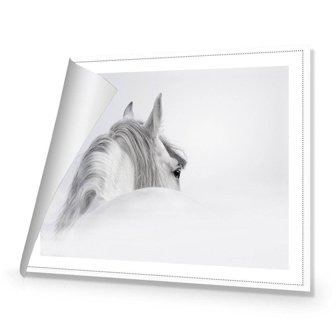 Andalusian Horse In The Mist Rolled Canvas Print