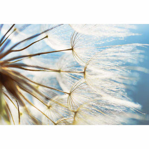 The Winds Of Dandy