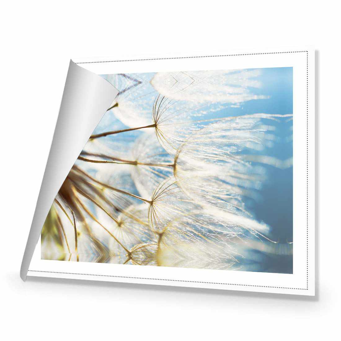 The Winds Of Dandy | Standard Canvas | No Frame | Rolled Canvas