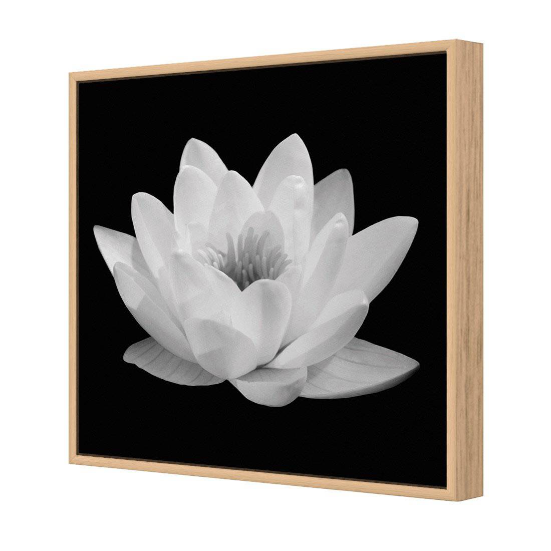 Lotus In Bloom, White Canvas Art-Canvas-Wall Art Designs-30x30cm-Canvas - Oak Frame-Wall Art Designs