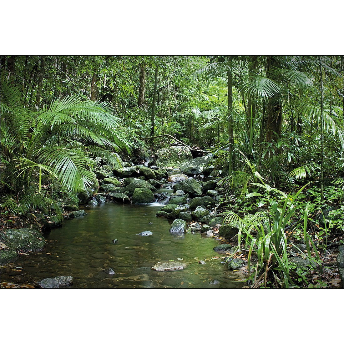 Mossman River In Daintree Rainforest, Rectangle