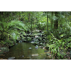 Mossman River In Daintree Rainforest, Rectangle