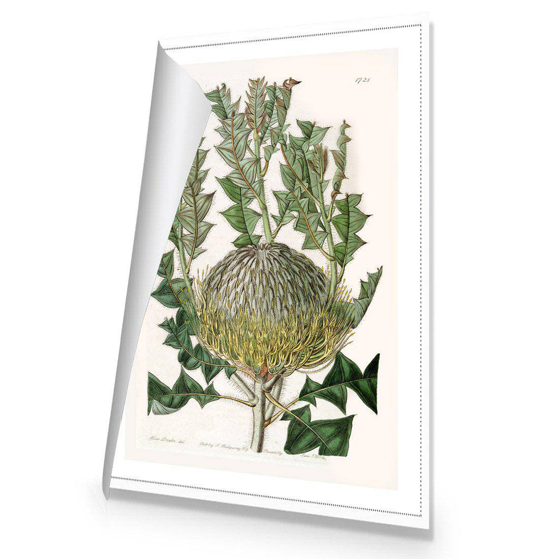 Banksia Speciosa Canvas Art-Canvas-Wall Art Designs-45x30cm-Rolled Canvas-Wall Art Designs