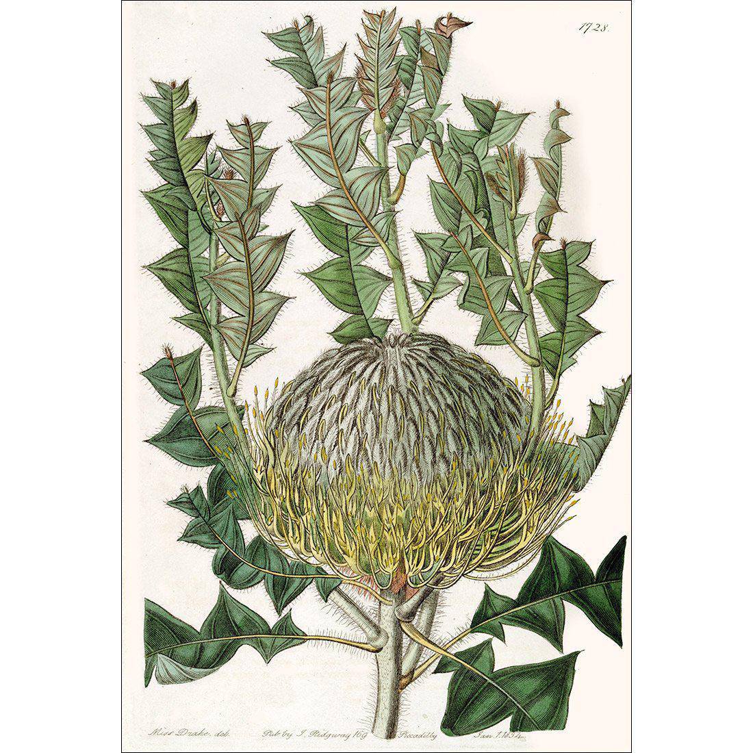 Banksia Speciosa Canvas Art-Canvas-Wall Art Designs-45x30cm-Canvas - No Frame-Wall Art Designs
