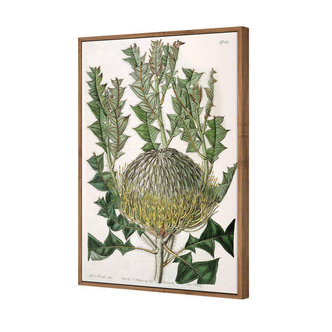 Banksia Speciosa Canvas Art-Canvas-Wall Art Designs-45x30cm-Canvas - Natural Frame-Wall Art Designs