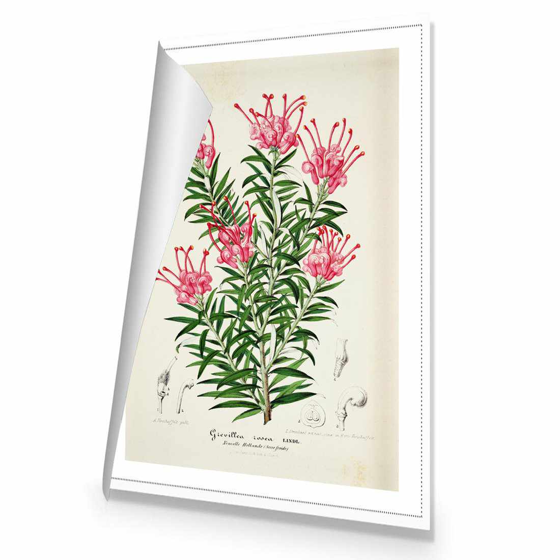 Pink Grevillea Rosea Botanical Illustration | Standard Canvas | No Frame | Rolled Canvas