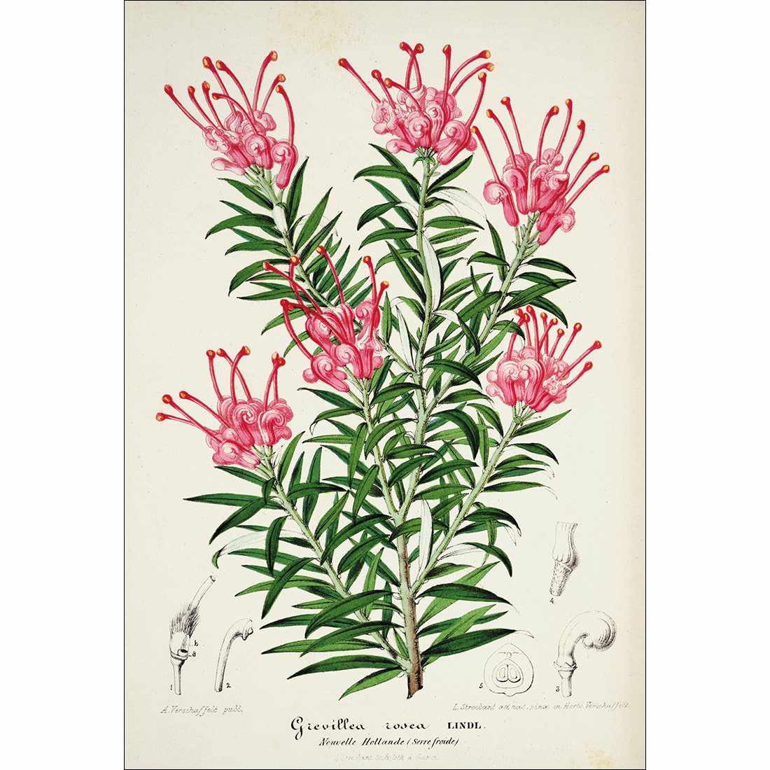 Pink Grevillea Rosea Botanical Illustration Canvas Art-Canvas-Wall Art Designs-45x30cm-Canvas - No Frame-Wall Art Designs