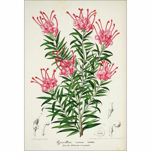 Pink Grevillea Rosea Botanical Illustration