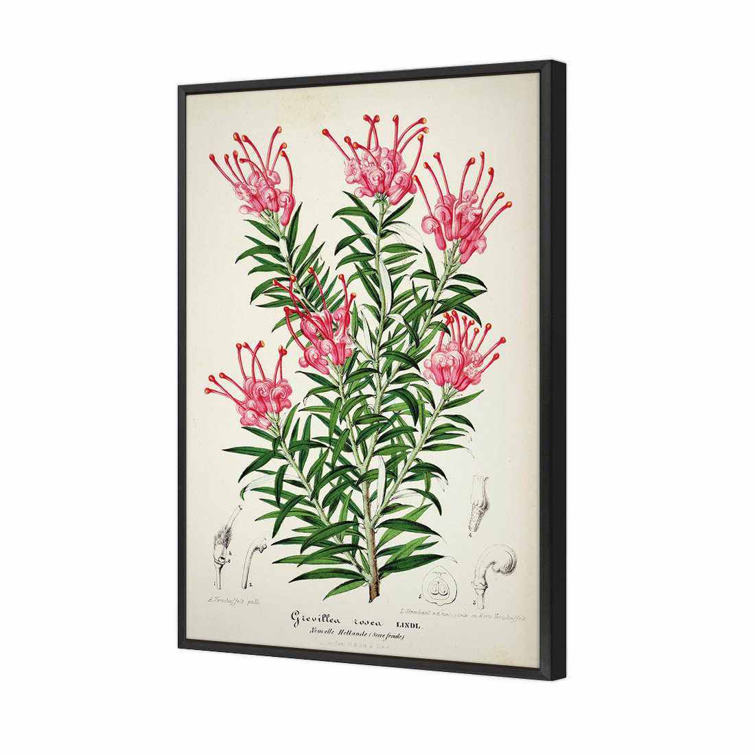 Pink Grevillea Rosea Botanical Illustration Canvas Art-Canvas-Wall Art Designs-45x30cm-Canvas - Black Frame-Wall Art Designs