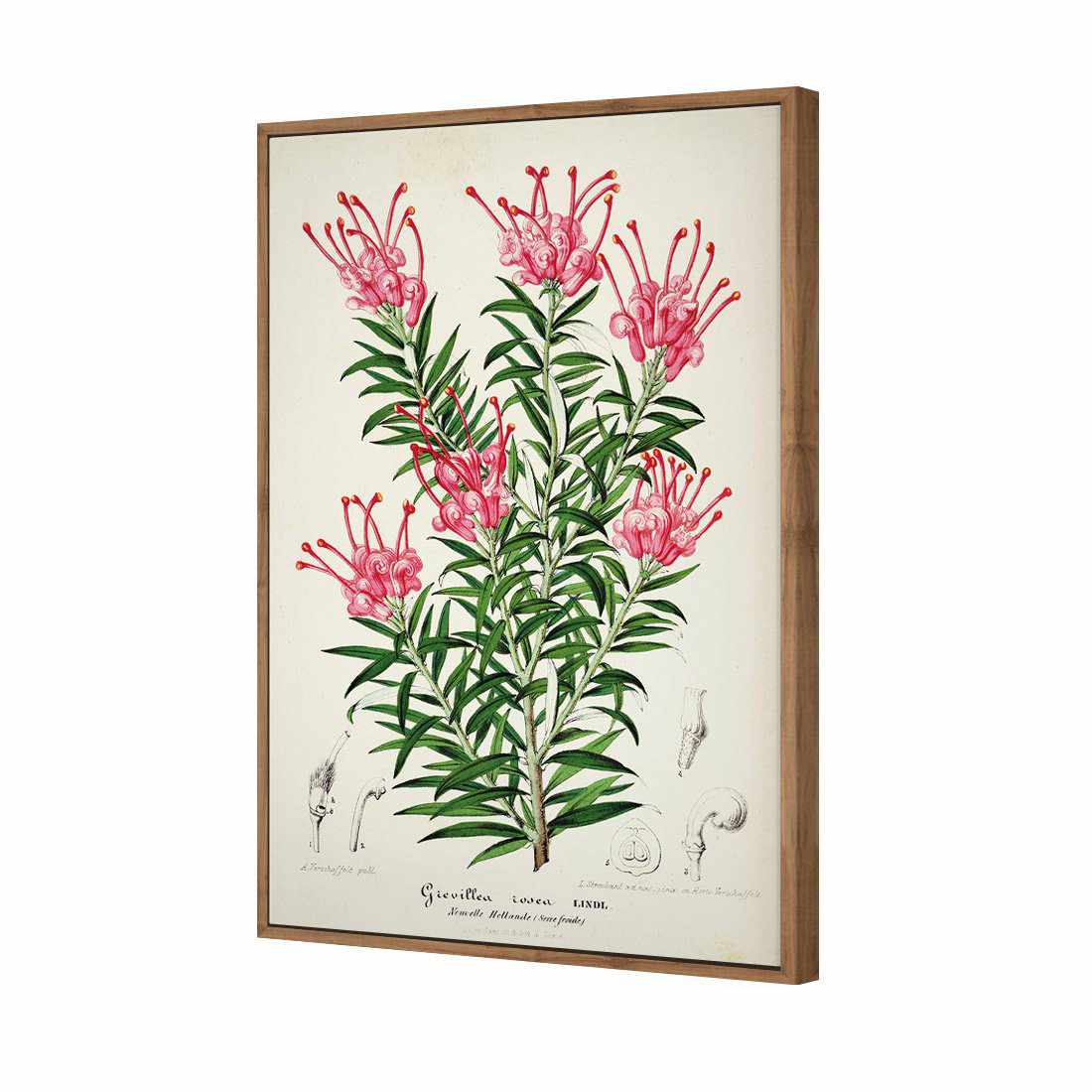 Pink Grevillea Rosea Botanical Illustration Canvas Art-Canvas-Wall Art Designs-45x30cm-Canvas - Natural Frame-Wall Art Designs