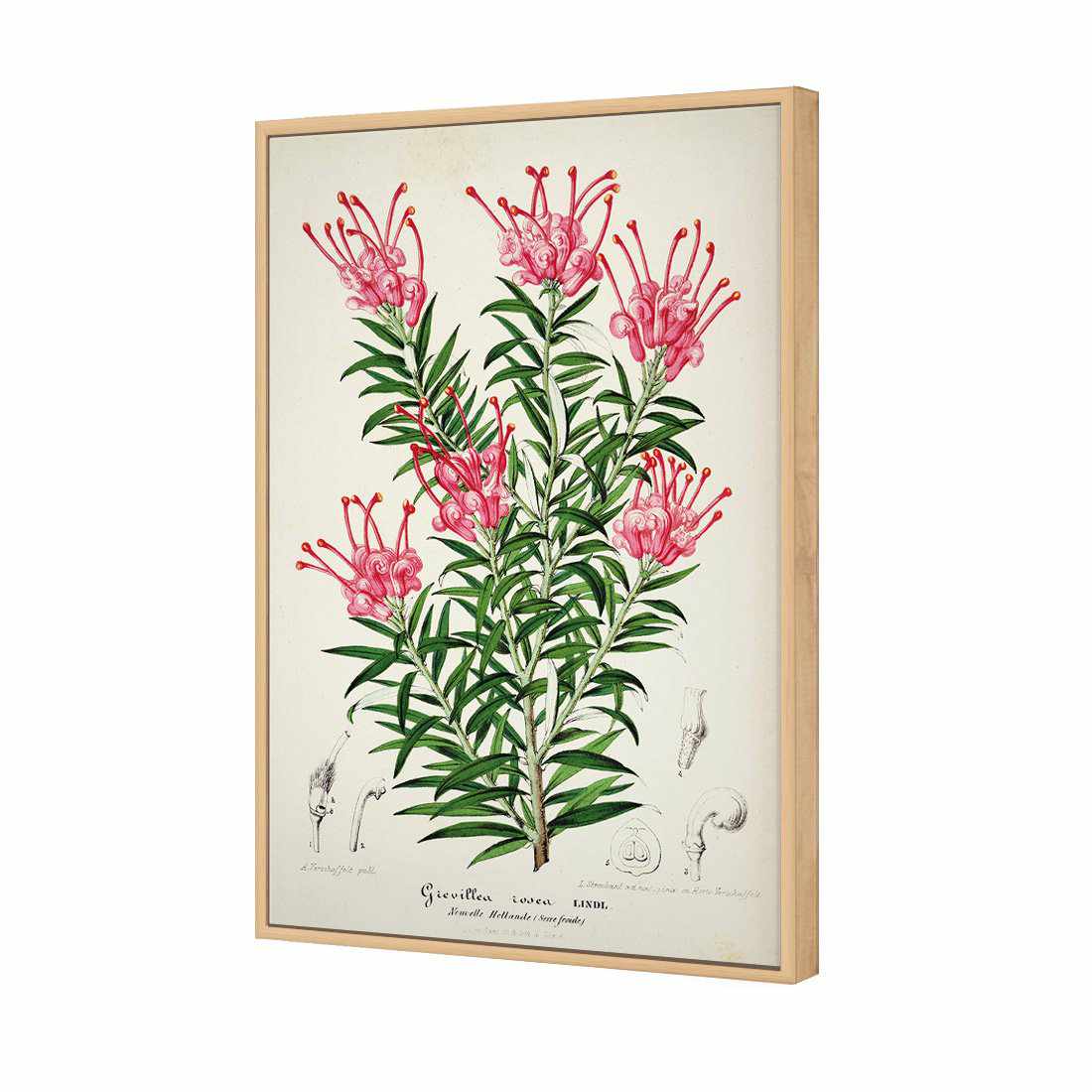 Pink Grevillea Rosea Botanical Illustration Canvas Art-Canvas-Wall Art Designs-45x30cm-Canvas - Oak Frame-Wall Art Designs