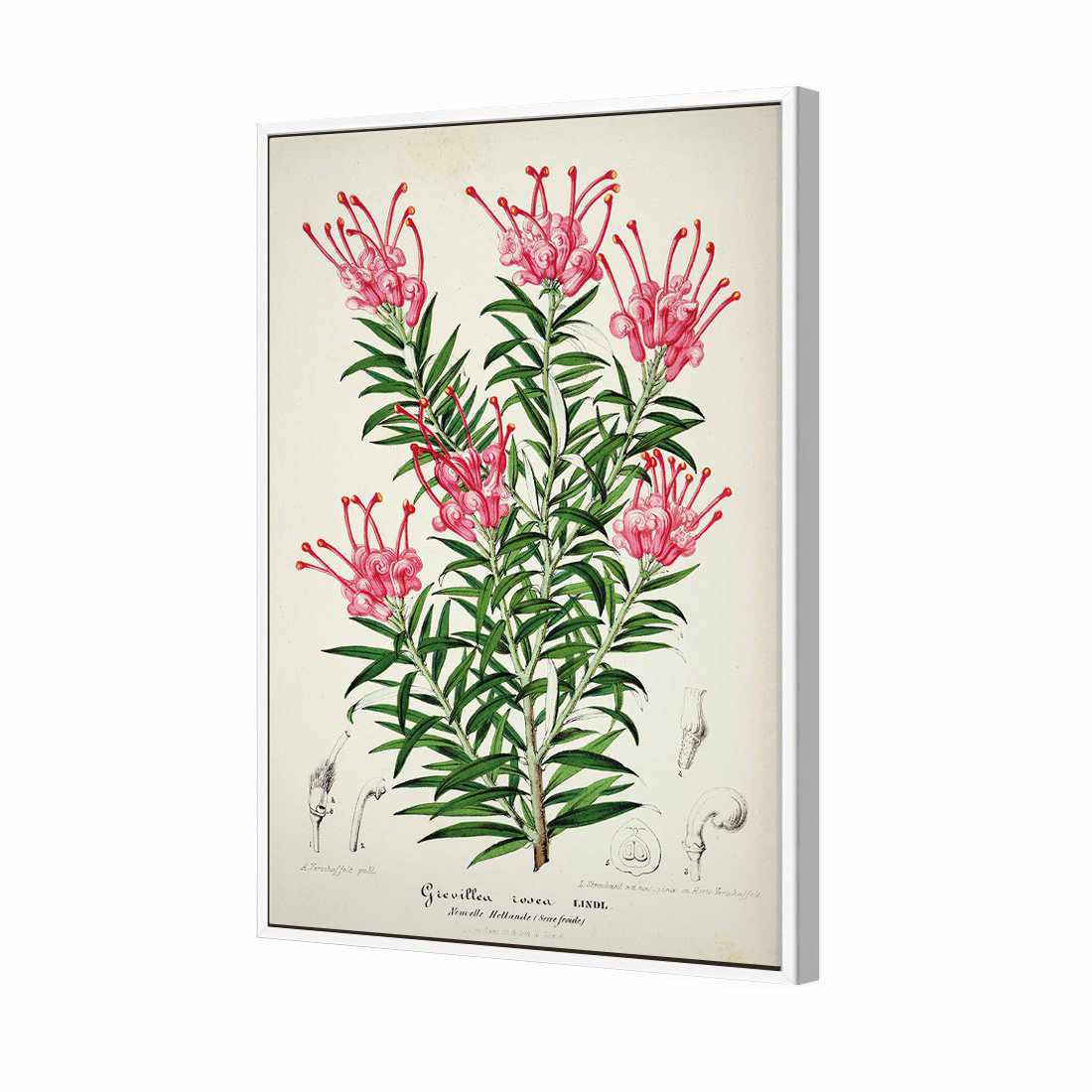 Pink Grevillea Rosea Botanical Illustration Canvas Art-Canvas-Wall Art Designs-45x30cm-Canvas - White Frame-Wall Art Designs