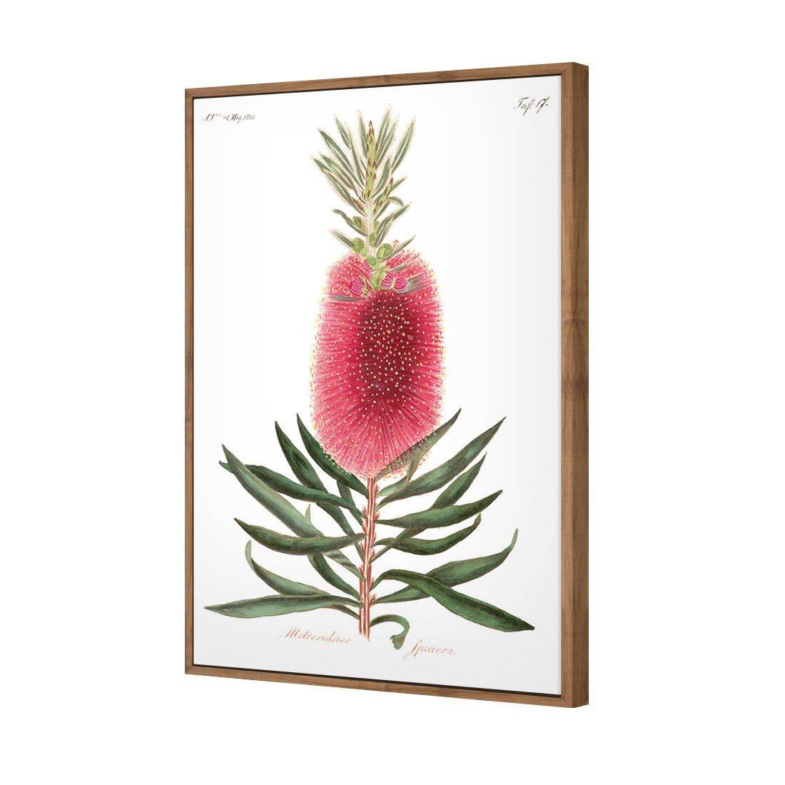 Bottlebrush Pink Botanical Illustration Canvas Art-Canvas-Wall Art Designs-45x30cm-Canvas - Natural Frame-Wall Art Designs