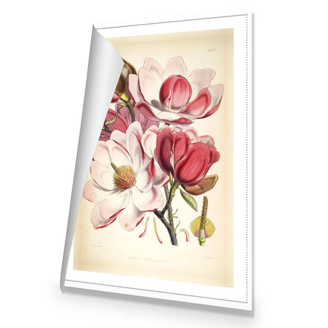 Gorgeous Magnolia Illustration Canvas Art-Canvas-Wall Art Designs-45x30cm-Rolled Canvas-Wall Art Designs