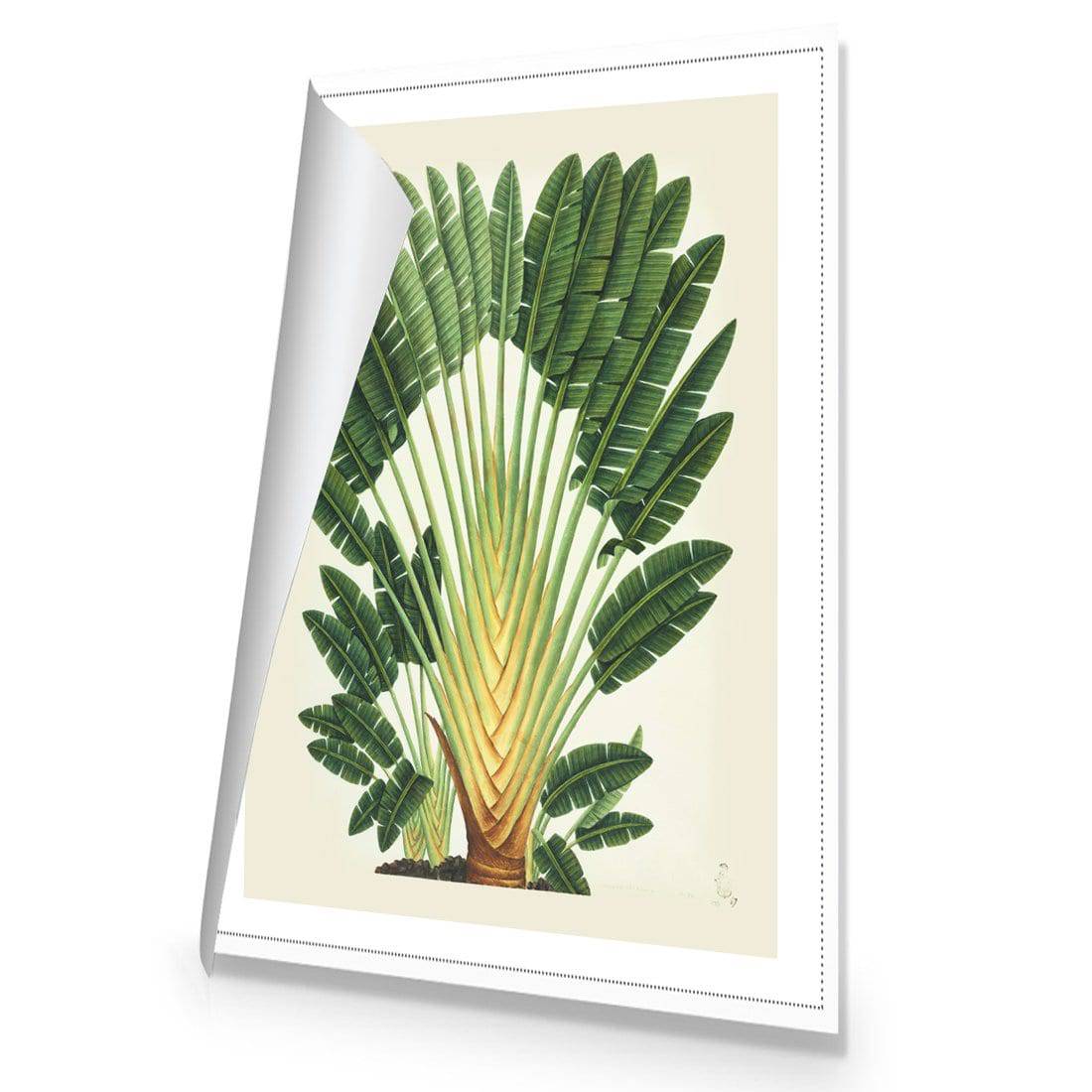 Traveller's Palm Tree Canvas Art-Canvas-Wall Art Designs-45x30cm-Rolled Canvas-Wall Art Designs