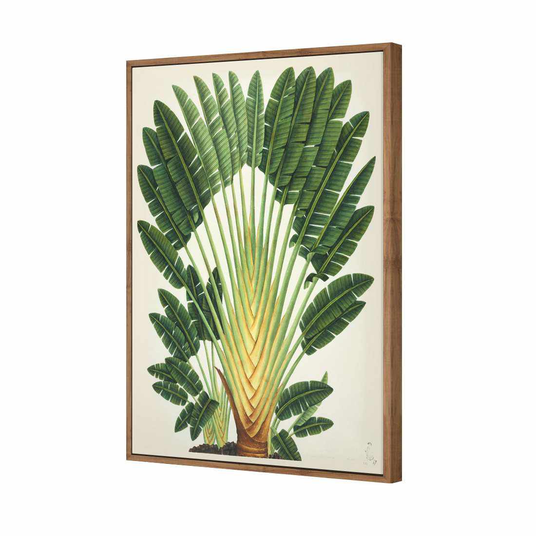 Traveller's Palm Tree | Standard Canvas | Floating Frame | Natural