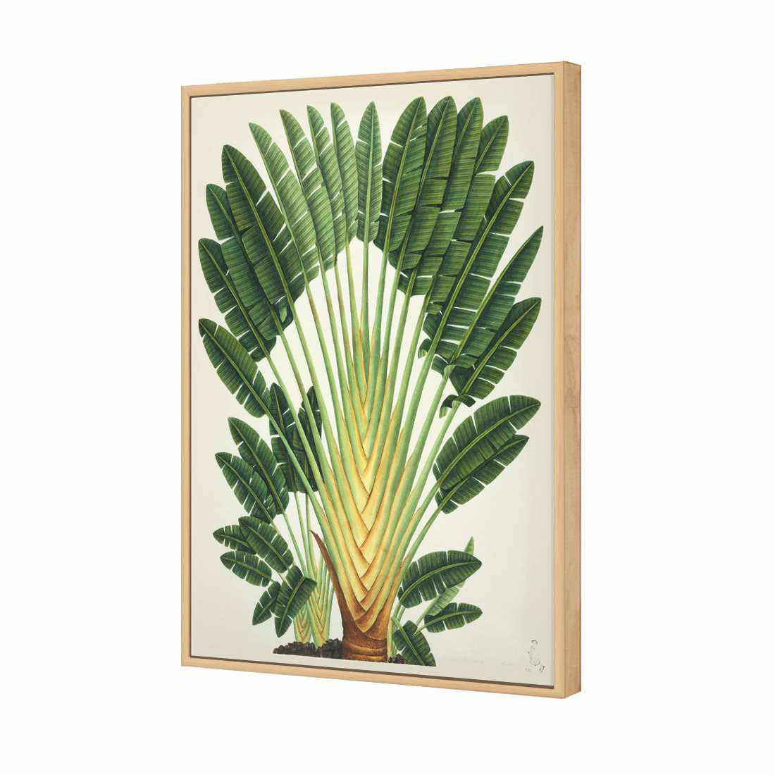 Traveller's Palm Tree | Standard Canvas | Floating Frame | Oak
