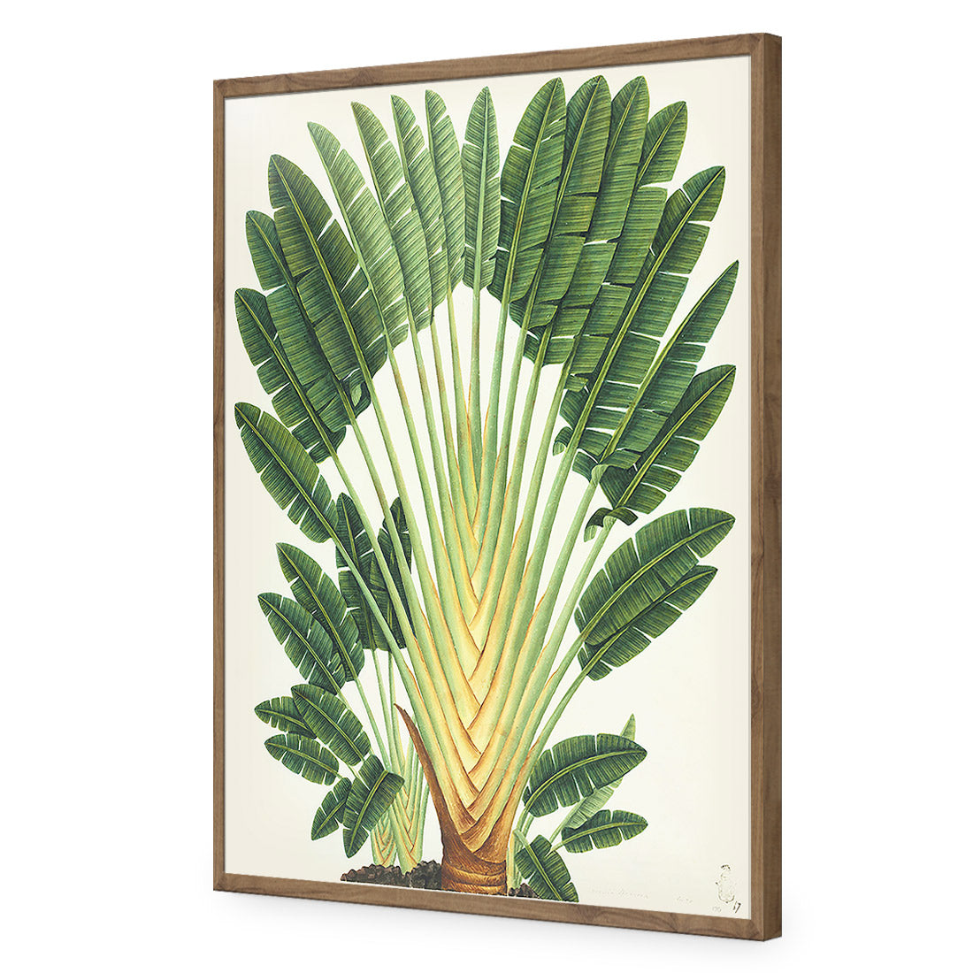 Traveller's-Palm-Tree Acrylic Glass Art