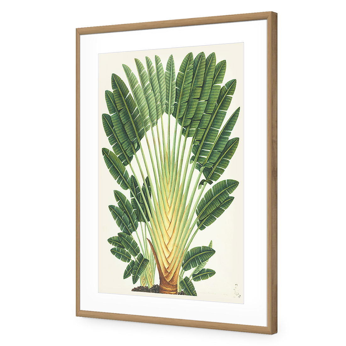 Traveller's-Palm-Tree Acrylic Glass Art