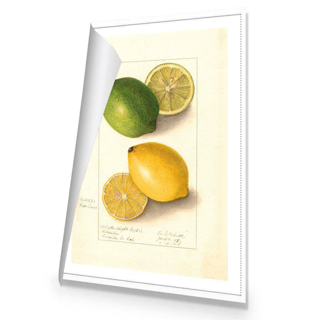 Watercolour Green Lemon And Ripe Lemon Canvas Art-Canvas-Wall Art Designs-45x30cm-Rolled Canvas-Wall Art Designs