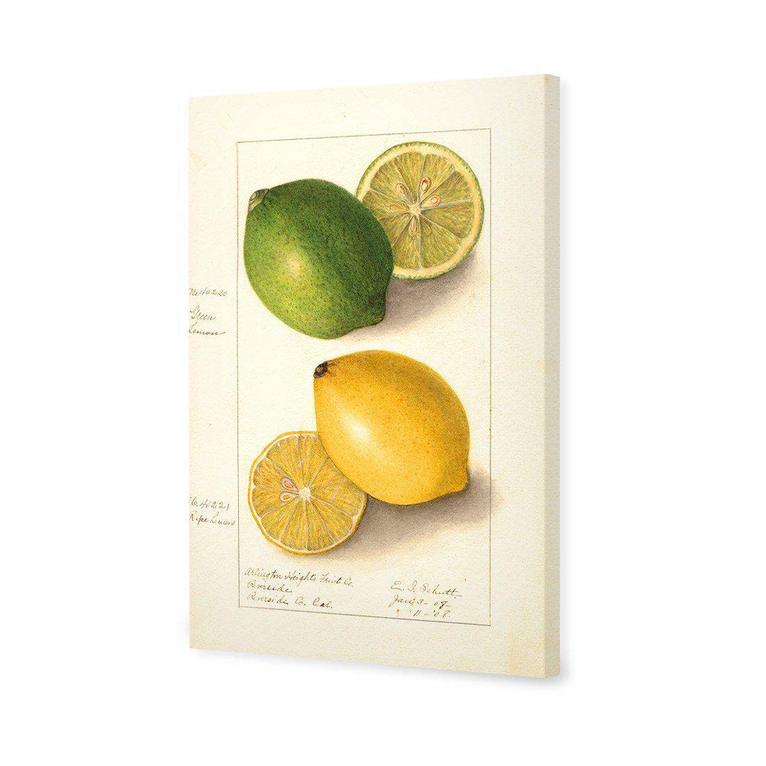 Watercolour Green Lemon And Ripe Lemon Canvas Art-Canvas-Wall Art Designs-45x30cm-Canvas - No Frame-Wall Art Designs