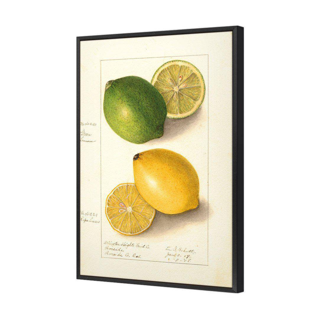 Watercolour Green Lemon And Ripe Lemon Canvas Art-Canvas-Wall Art Designs-45x30cm-Canvas - Black Frame-Wall Art Designs