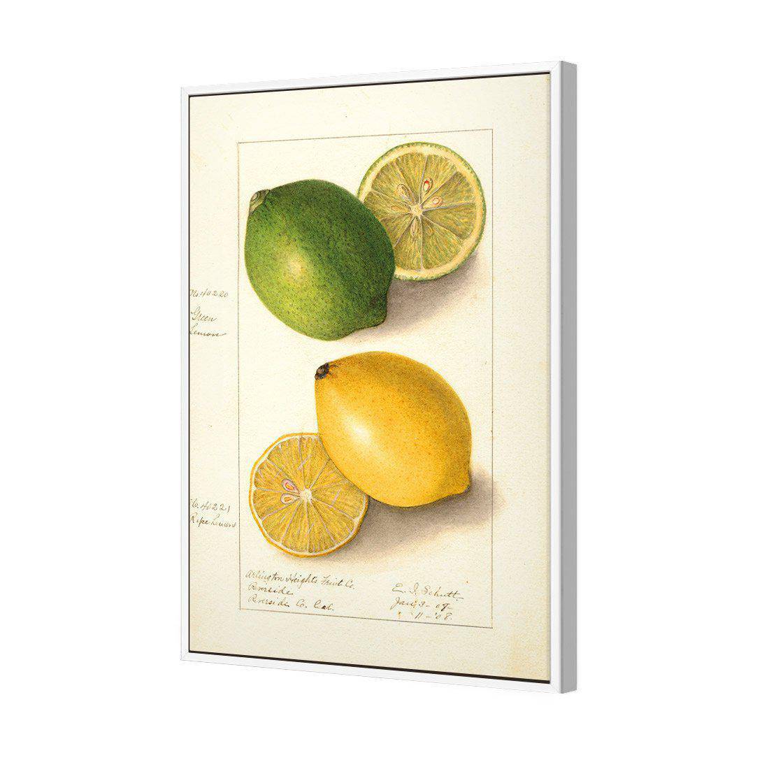 Watercolour Green Lemon And Ripe Lemon Canvas Art-Canvas-Wall Art Designs-45x30cm-Canvas - White Frame-Wall Art Designs