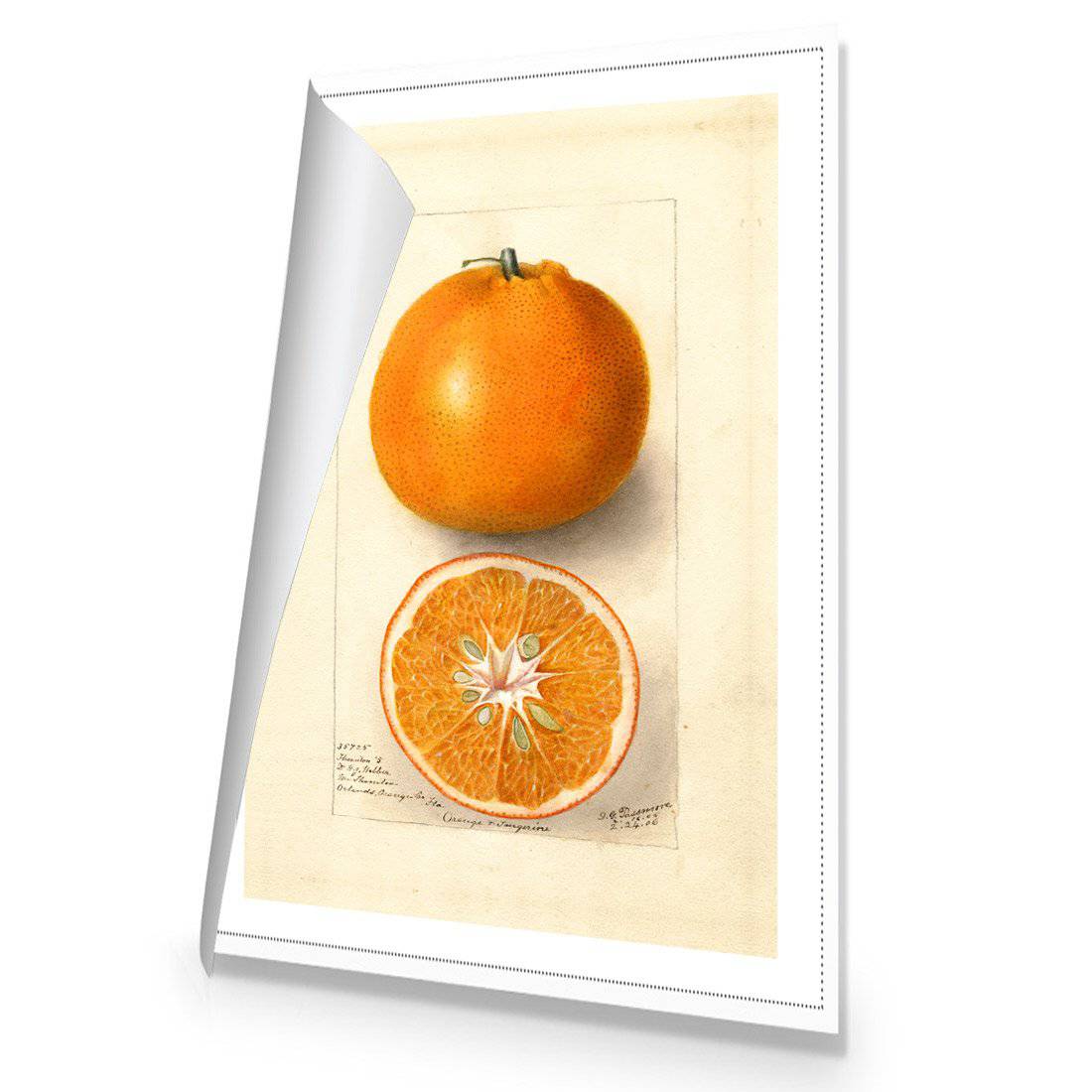 Watercolour Orange Tangerine Canvas Art-Canvas-Wall Art Designs-45x30cm-Rolled Canvas-Wall Art Designs