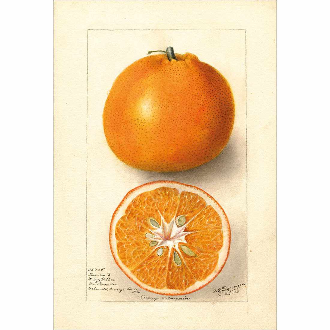 Watercolour Orange Tangerine Canvas Art-Canvas-Wall Art Designs-45x30cm-Canvas - No Frame-Wall Art Designs