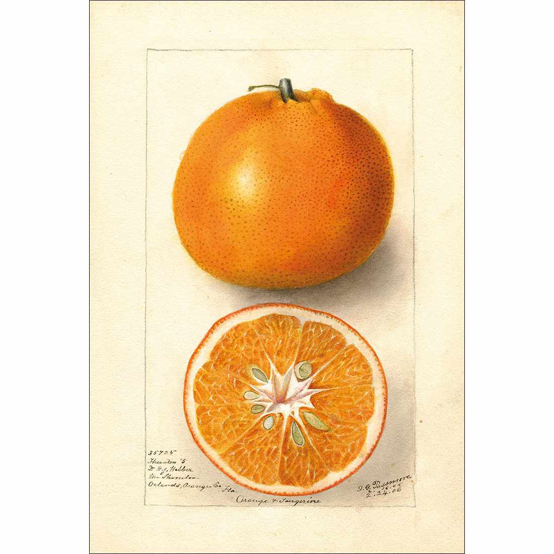 Watercolour Orange Tangerine