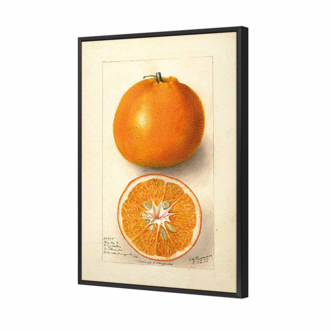 Watercolour Orange Tangerine Canvas Art-Canvas-Wall Art Designs-45x30cm-Canvas - Black Frame-Wall Art Designs