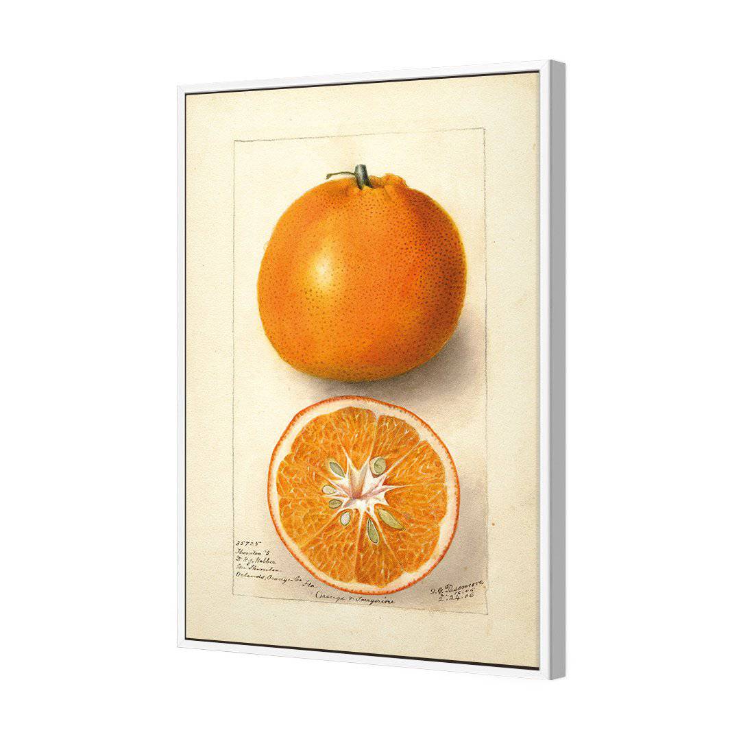 Watercolour Orange Tangerine Canvas Art-Canvas-Wall Art Designs-45x30cm-Canvas - White Frame-Wall Art Designs
