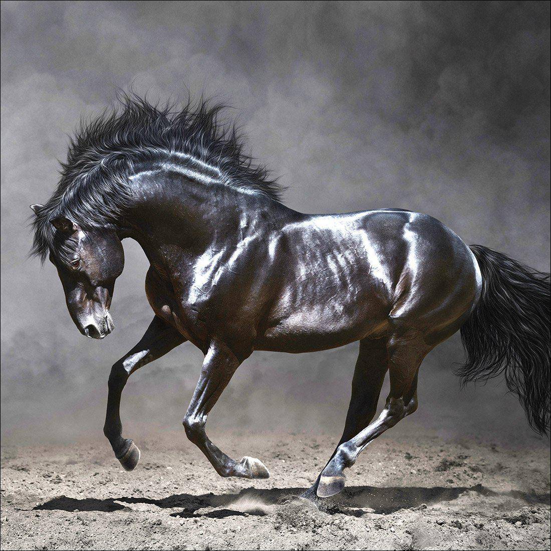 Dark Horse, Moonlight Canvas Art-Canvas-Wall Art Designs-30x30cm-Canvas - No Frame-Wall Art Designs