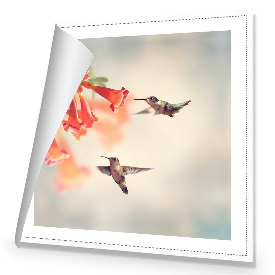 Hummingbird Hover Canvas Art-Canvas-Wall Art Designs-30x30cm-Rolled Canvas-Wall Art Designs