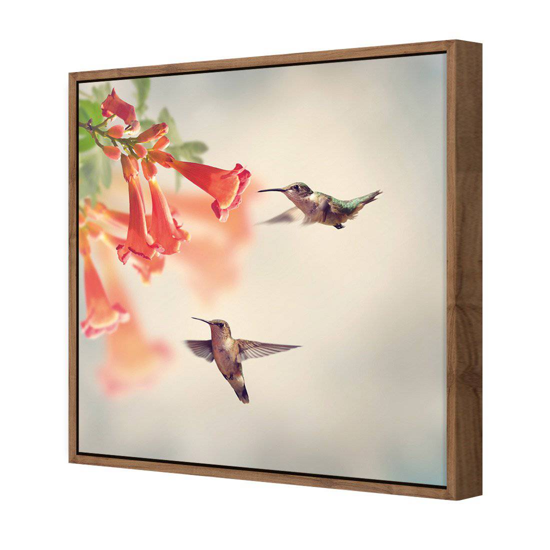 Hummingbird Hover Canvas Art-Canvas-Wall Art Designs-30x30cm-Canvas - Natural Frame-Wall Art Designs