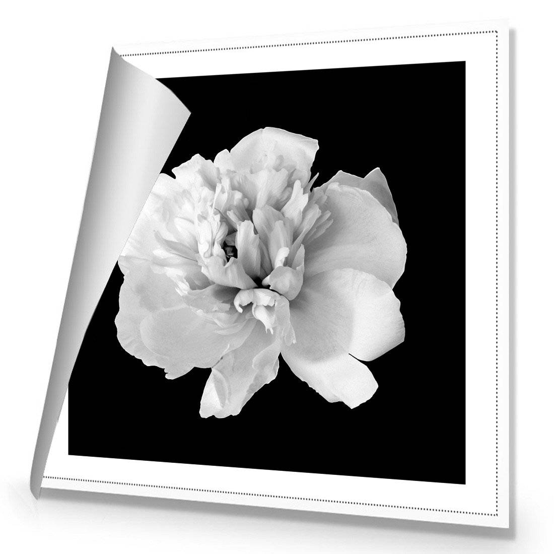 Salubrious Peony | Standard Canvas | No Frame | Rolled Canvas