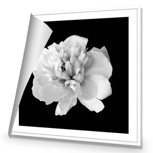Salubrious Peony | Standard Canvas | No Frame | Rolled Canvas