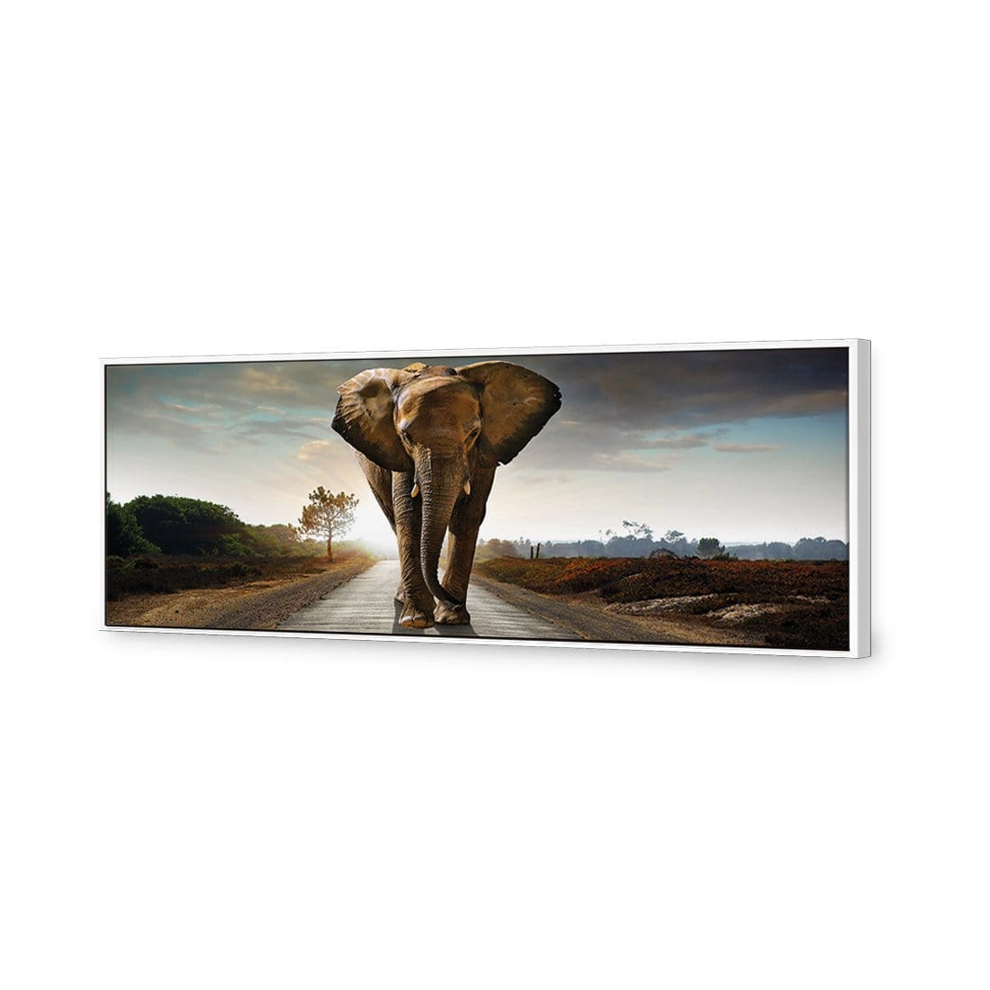 Determined Elephant (Long) Canvas Art-Canvas-Wall Art Designs-60x20cm-Canvas - White Frame-Wall Art Designs