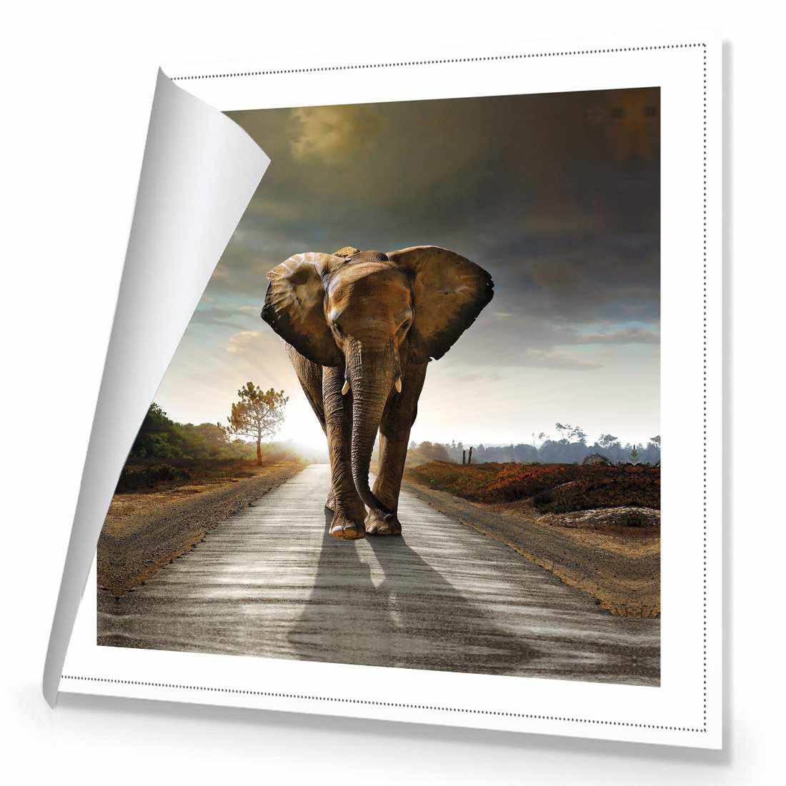 Determined Elephant Canvas Art-Canvas-Wall Art Designs-30x30cm-Rolled Canvas-Wall Art Designs