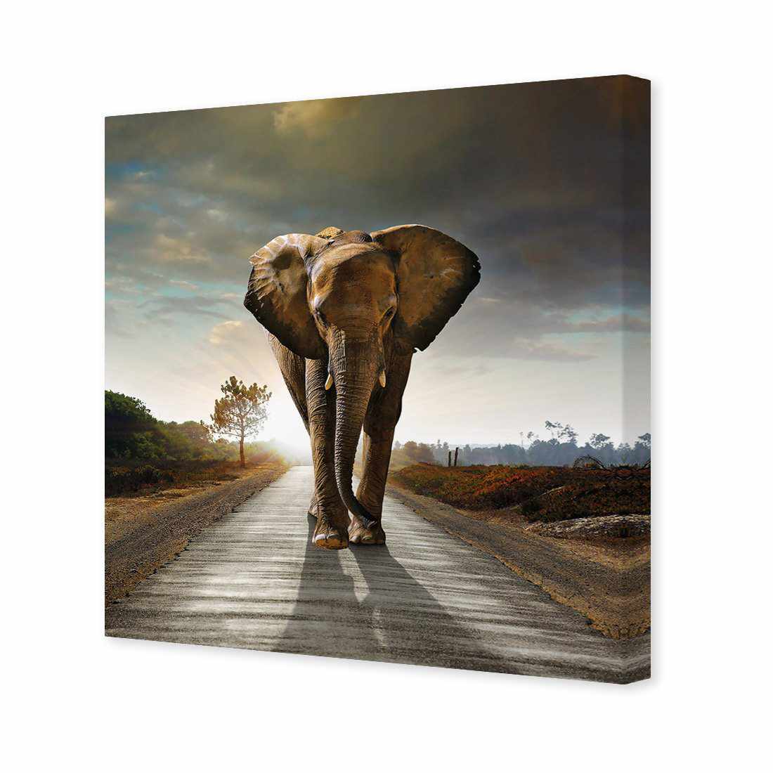 Determined Elephant Canvas Art-Canvas-Wall Art Designs-30x30cm-Canvas - No Frame-Wall Art Designs