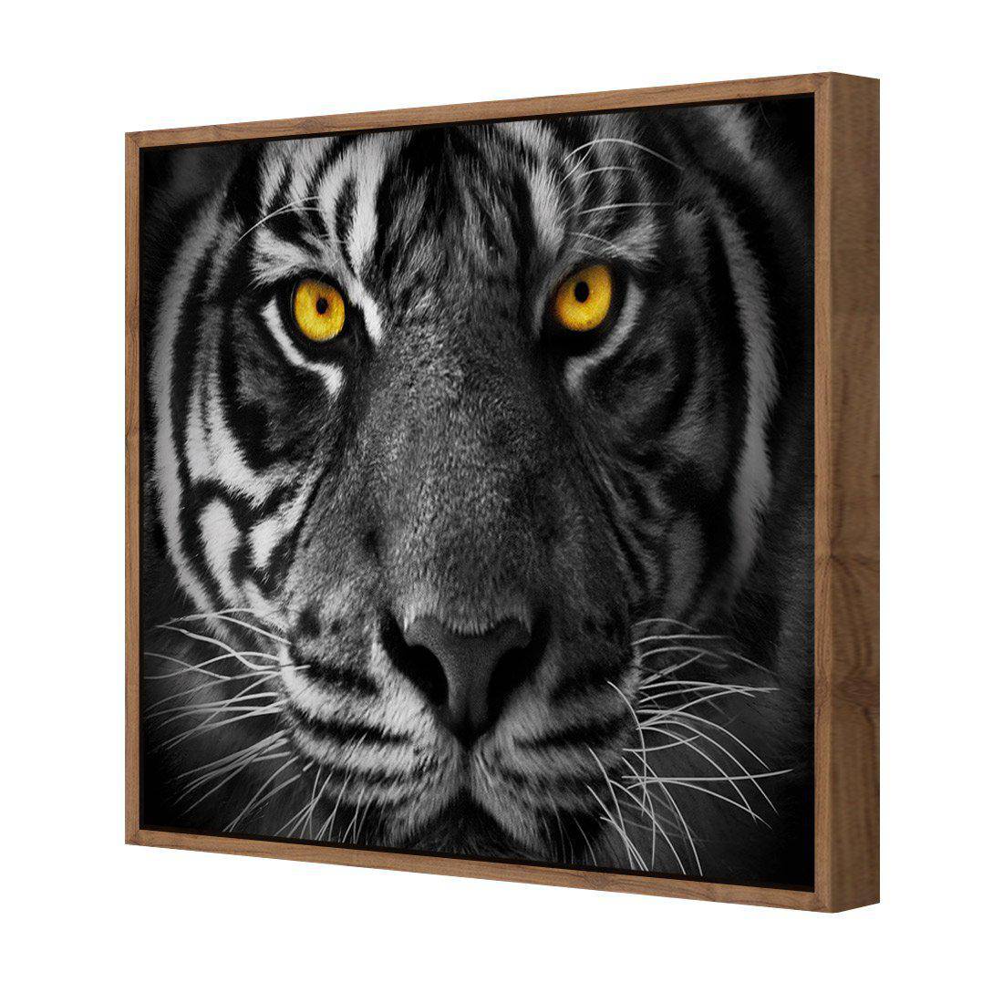 Cat Stare Canvas Art-Canvas-Wall Art Designs-30x30cm-Canvas - Natural Frame-Wall Art Designs
