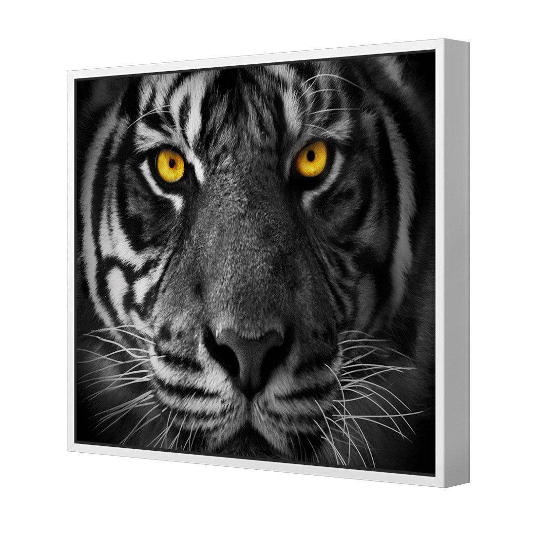 Cat Stare Canvas Art-Canvas-Wall Art Designs-30x30cm-Canvas - White Frame-Wall Art Designs