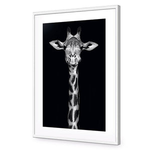 Thornycroft Giraffe | Standard Acrylic | Flat Frame With Border | White