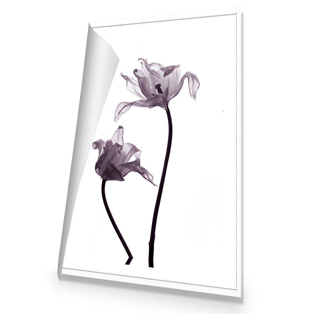 Tulip Transparency 1 Canvas Art-Canvas-Wall Art Designs-45x30cm-Rolled Canvas-Wall Art Designs