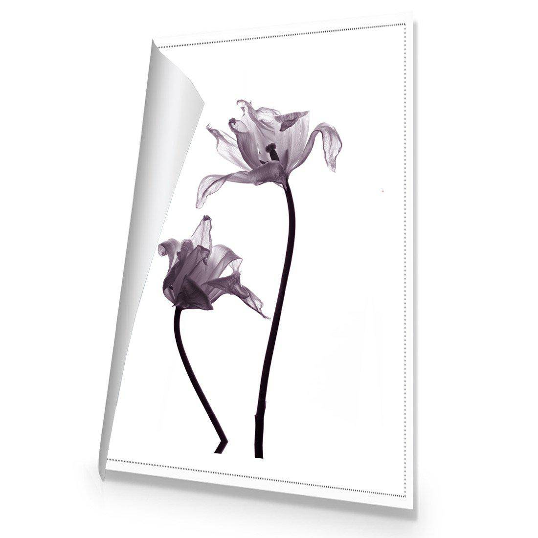 Tulip Transparency 1 | Standard Canvas | No Frame | Rolled Canvas