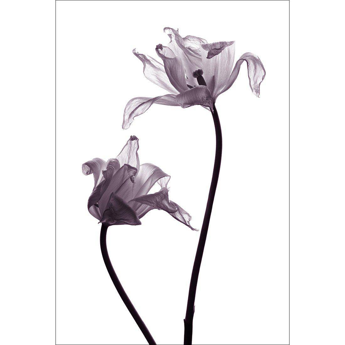 Tulip Transparency 1 Canvas Art-Canvas-Wall Art Designs-45x30cm-Canvas - No Frame-Wall Art Designs