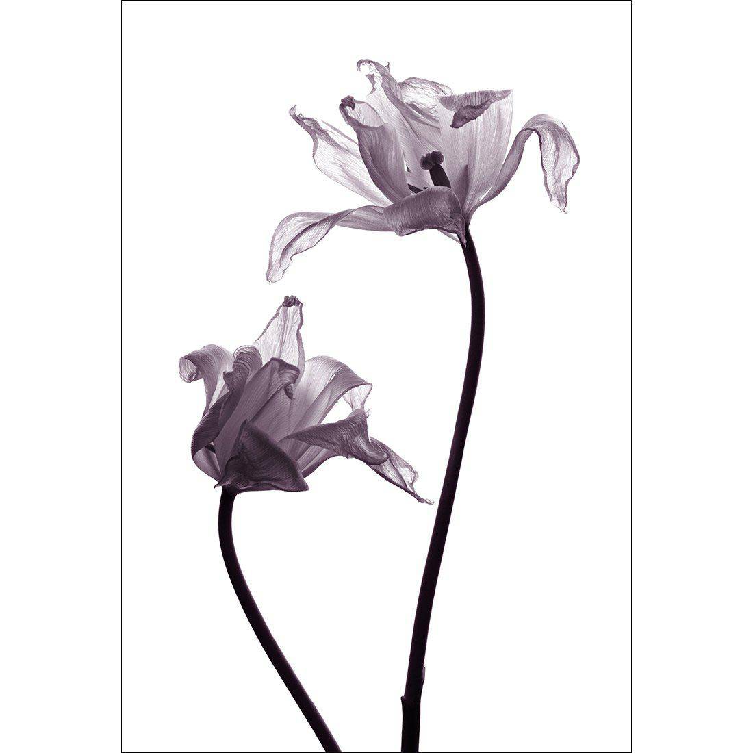 Tulip Transparency 1