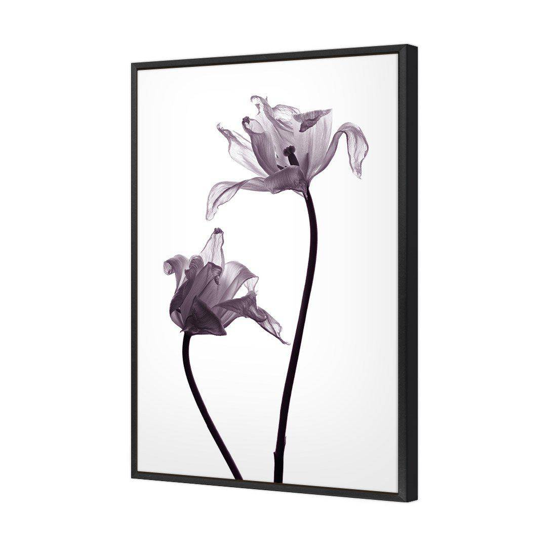 Tulip Transparency 1 Canvas Art-Canvas-Wall Art Designs-45x30cm-Canvas - Black Frame-Wall Art Designs
