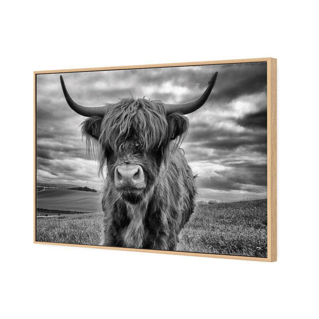 Stormy the Highland Cow Canvas Art-Canvas-Wall Art Designs-45x30cm-Canvas - Oak Frame-Wall Art Designs