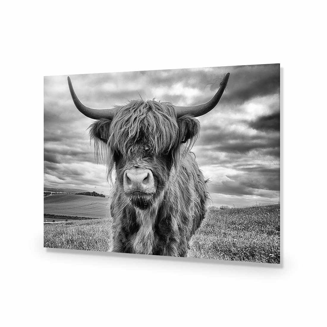 Stormy the Highland Acrylic Glass Art-Acrylic-Wall Art Designs-Without Border-Acrylic - No Frame-45x30cm-Wall Art Designs